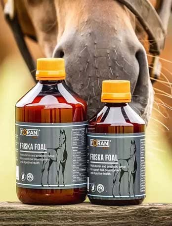 Foran Equine, İrlanda