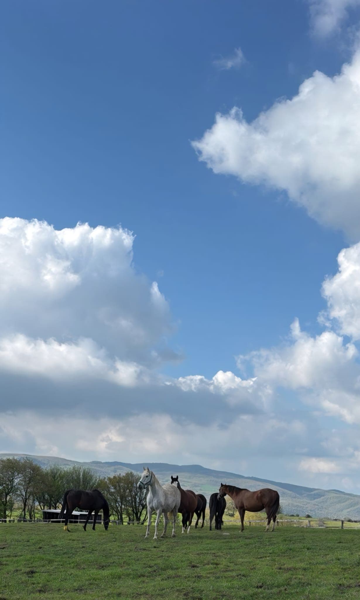 At çiftliği